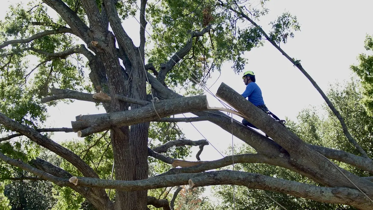 Professional Crown Thinning performed by certified arborists in Foss